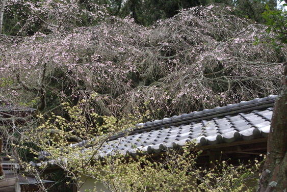 浄智寺の桜も満開だけど_16.jpg