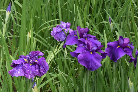 明月院の紫陽花はまだ見頃_07.jpg