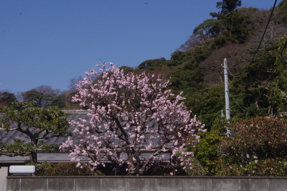 誰かさんのリクエストの小径_05.jpg