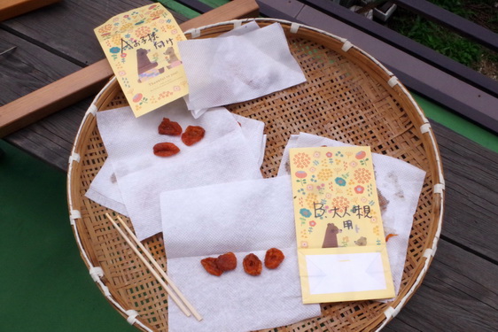 我家の杏.8-06.jpg