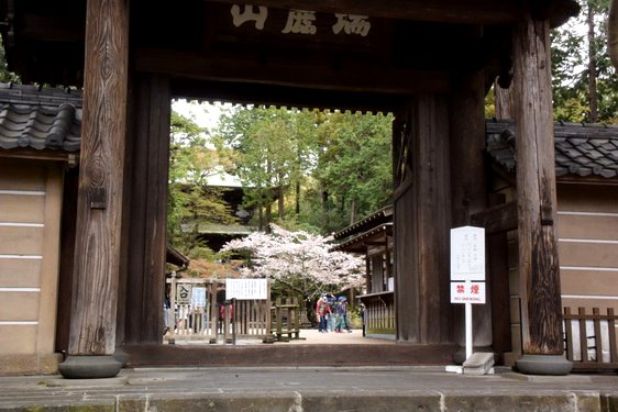 円覚寺の桜1・惣門から仏殿へ_04.jpg