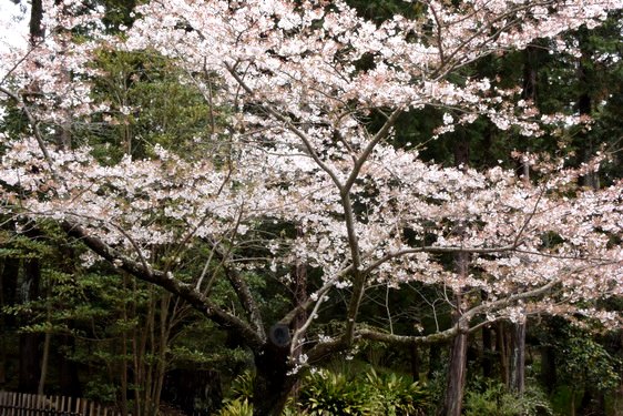 円覚寺の桜1・惣門から仏殿へ_05.jpg