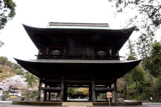 円覚寺の桜1・惣門から仏殿へ_08.jpg