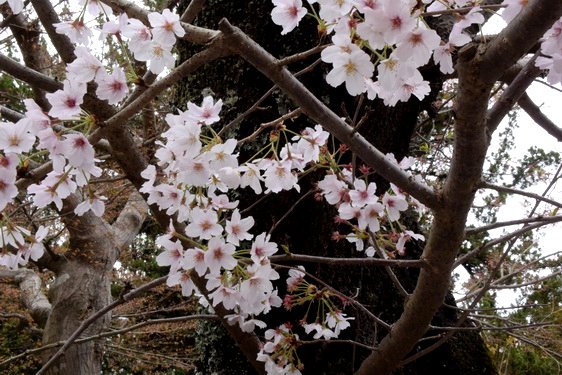 円覚寺の桜1・惣門から仏殿へ_09.jpg