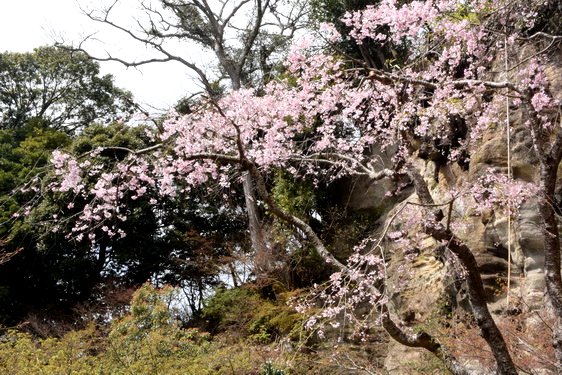 円覚寺の桜2・居士林から奥へ_05.jpg