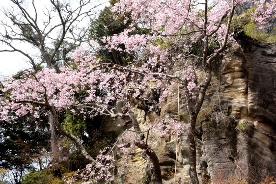 円覚寺の桜2・居士林から奥へ_06.jpg