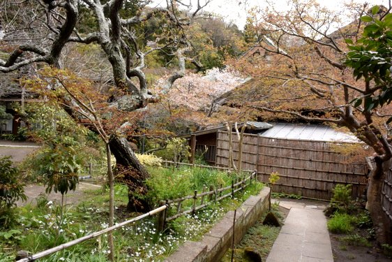 円覚寺の桜2・居士林から奥へ_07.jpg