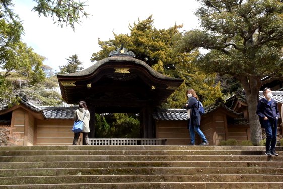 円覚寺の桜2・居士林から奥へ_10.jpg