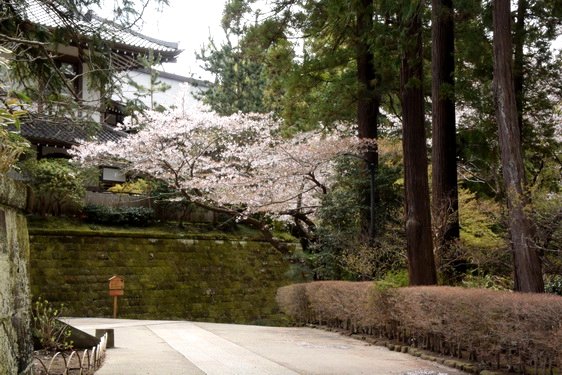 円覚寺の桜2・居士林から奥へ_13.jpg