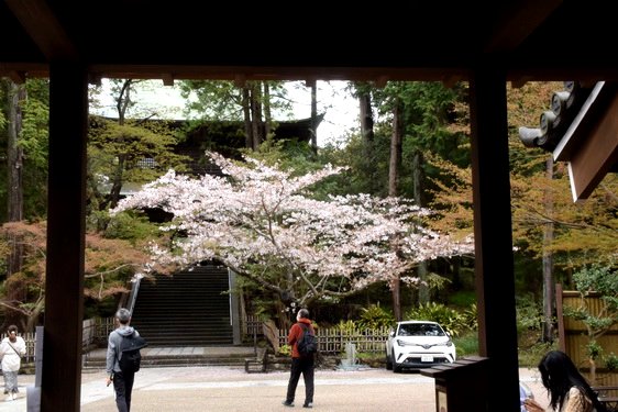 円覚寺の桜2・居士林から奥へ_16.jpg