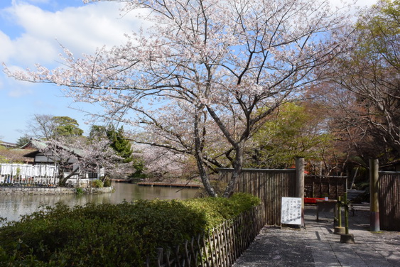 牡丹園の桜_02.jpg