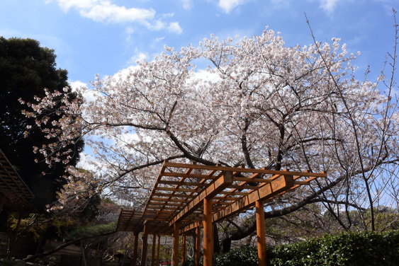 牡丹園の桜_05.jpg