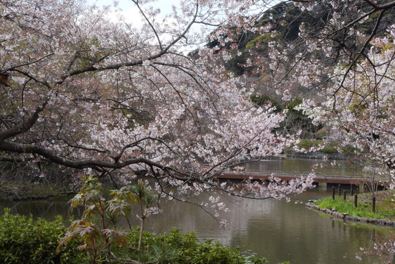 牡丹園の桜_10.jpg