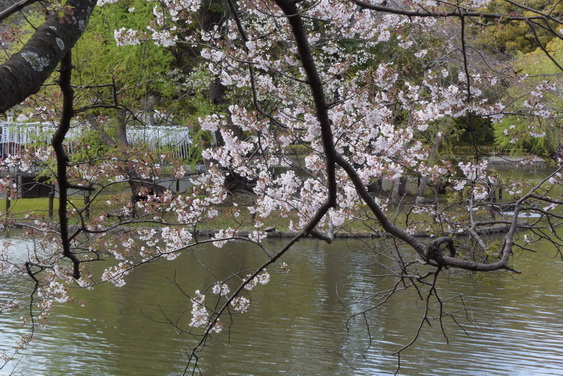 牡丹園の桜_13.jpg
