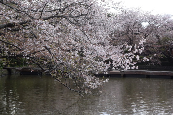 牡丹園の桜_14.jpg