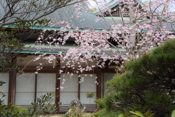 牡丹園の桜_15.jpg