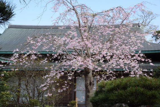 牡丹園の桜_16.jpg