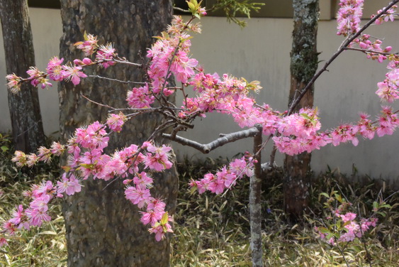牡丹園の桜_17.jpg