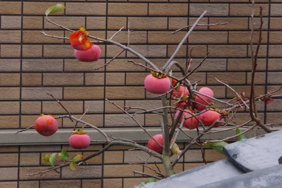 今年の柿ももう最後 _04.jpg